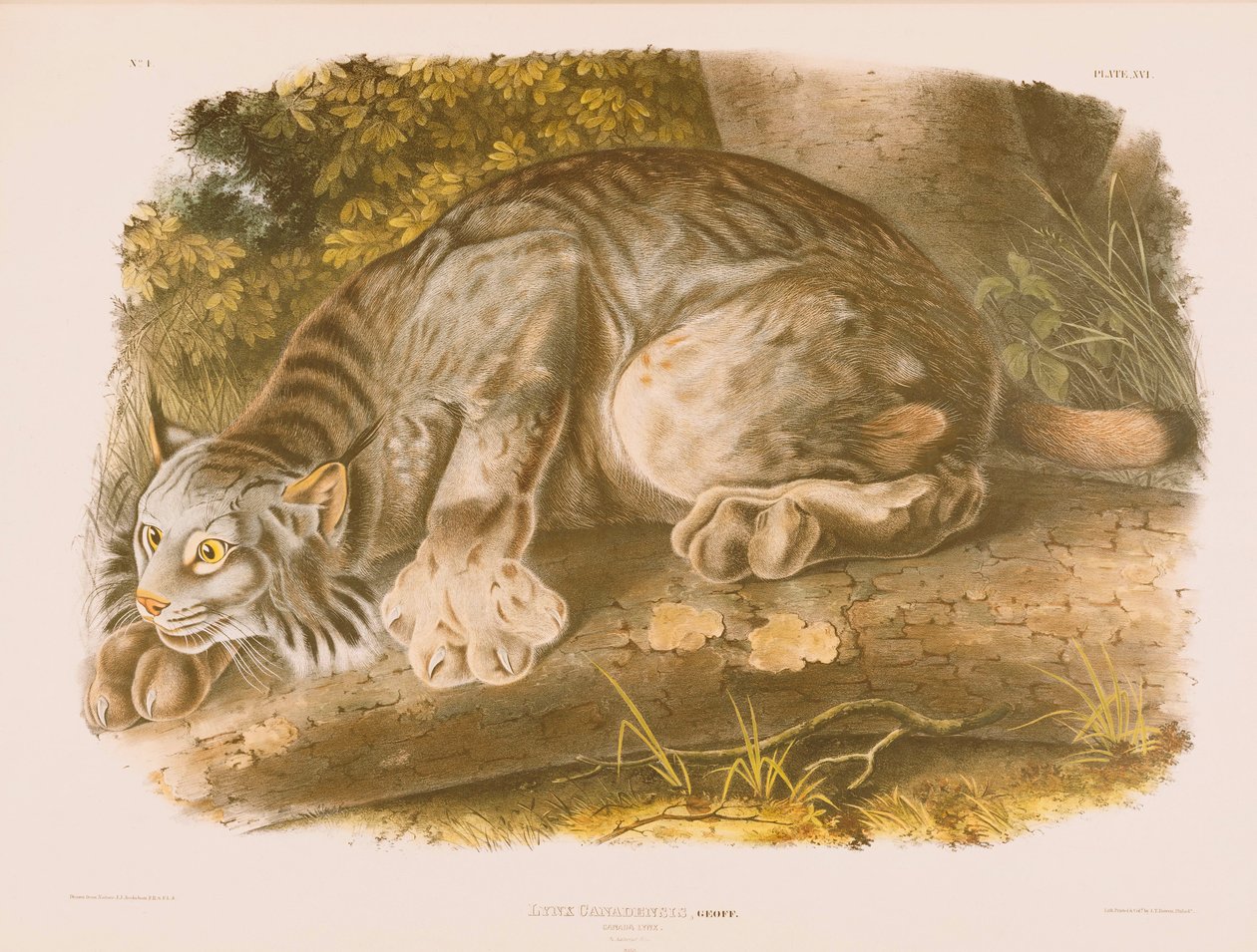 Lince canadiense de John James Audubon