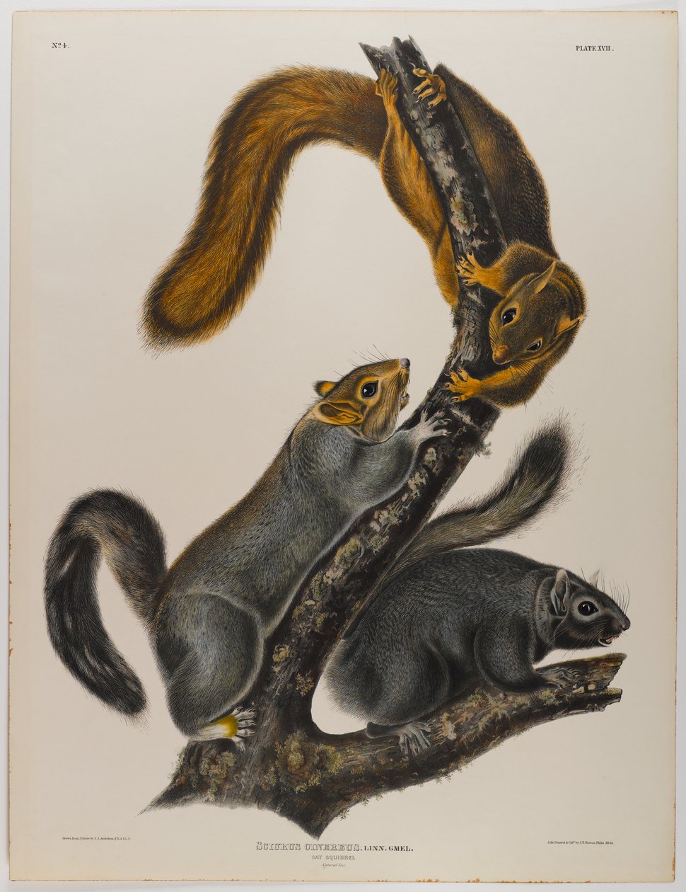 Ardilla gato de John James Audubon