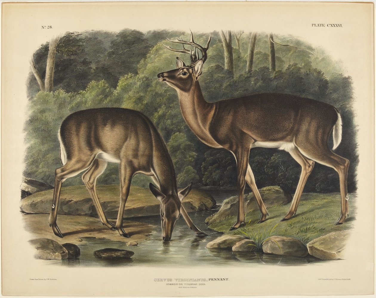 Ciervo de Virginia, Pennant de John James Audubon