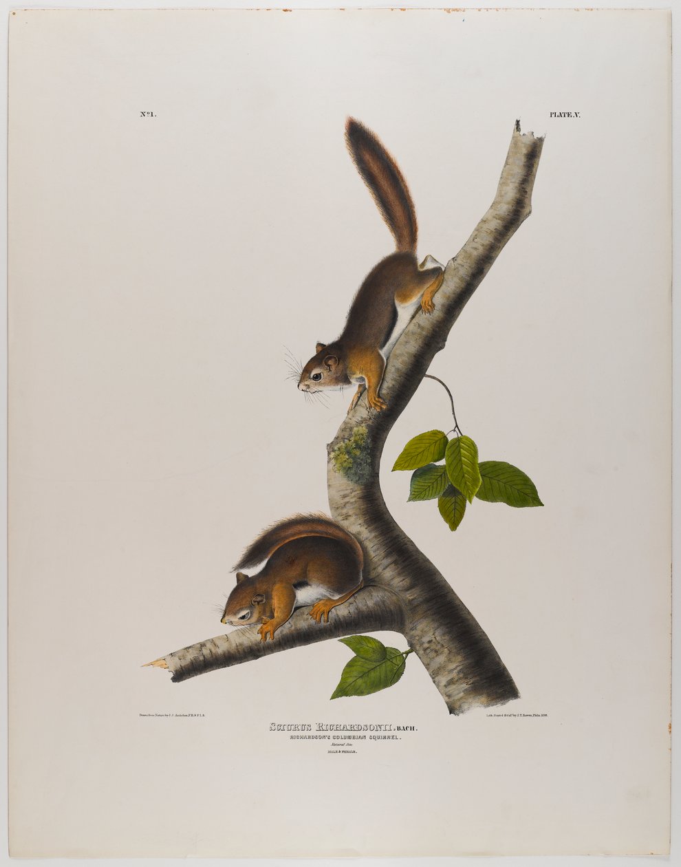 Ardilla colombiana de John James Audubon