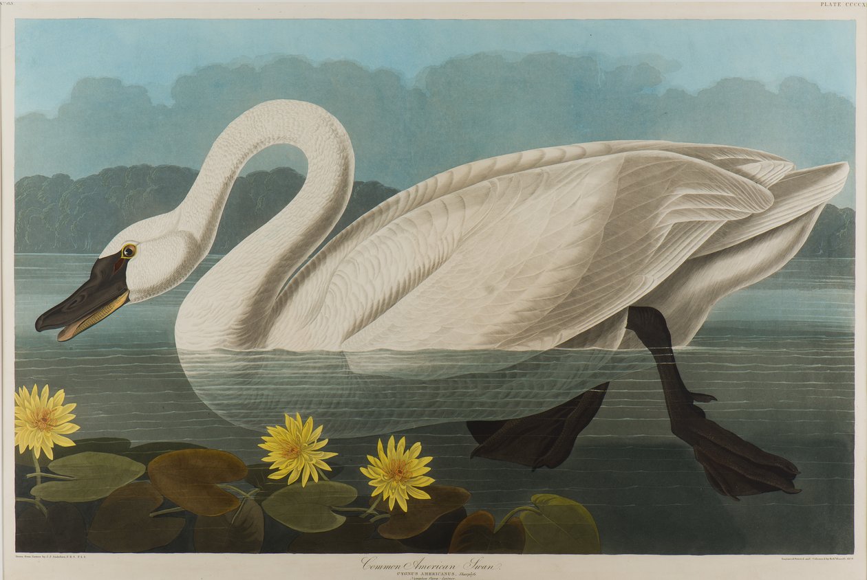 Cisne americano común de John James Audubon