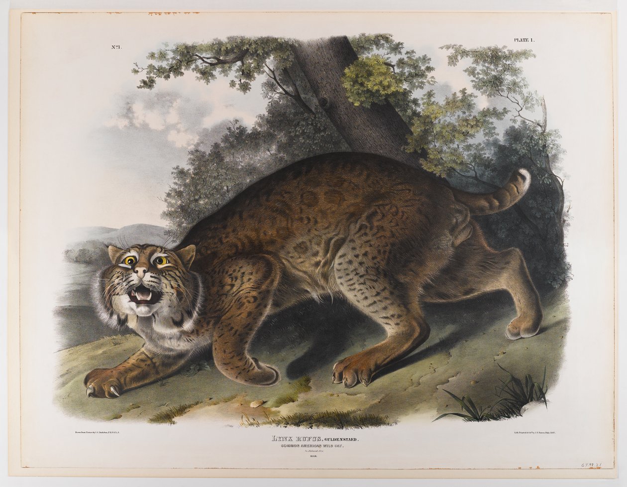 Gato montés americano común de John James Audubon