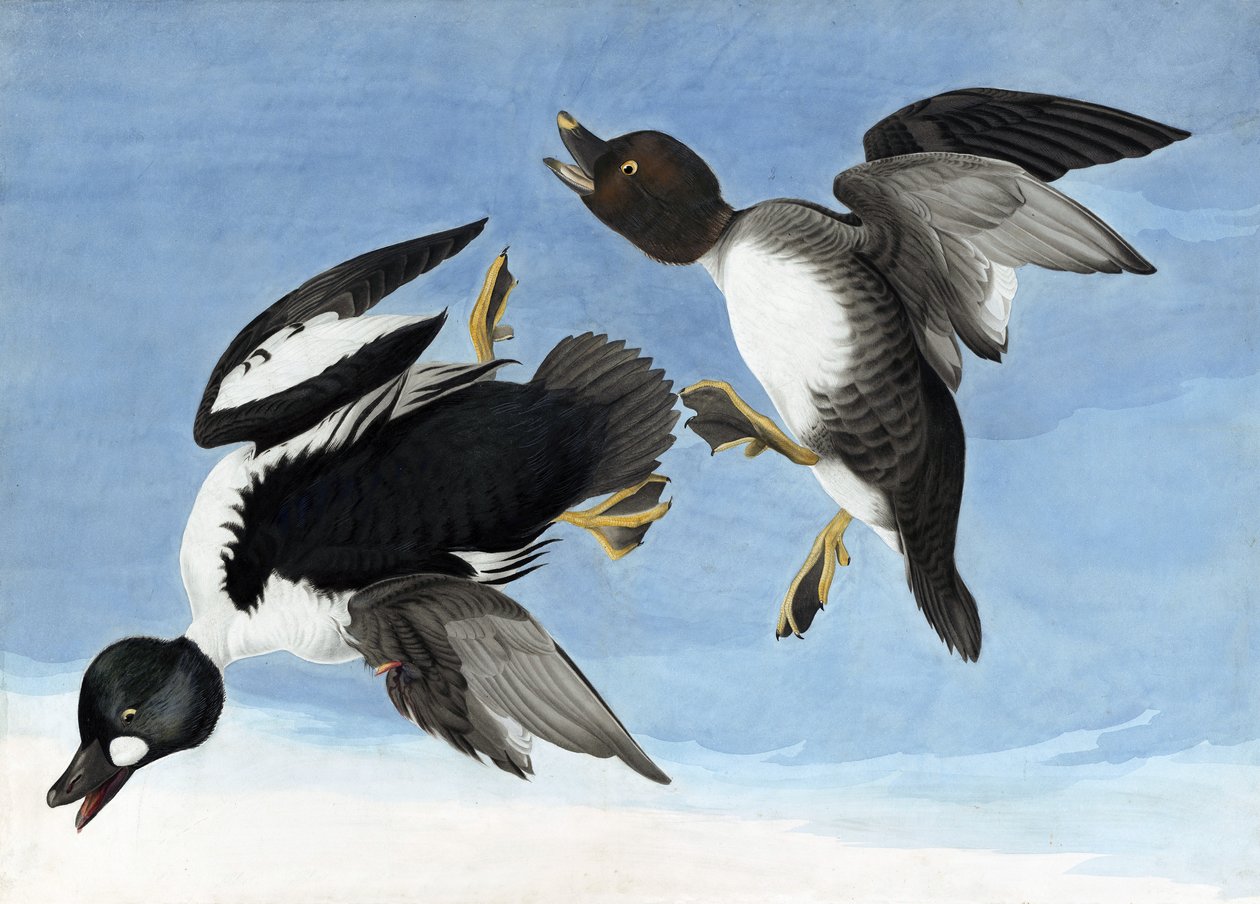 Porrón osculado, de "Las aves de América" por John J. Audubon, pub. 1827-38 de John James Audubon