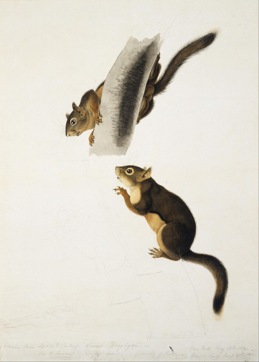 Ardilla de Douglas de John James Audubon