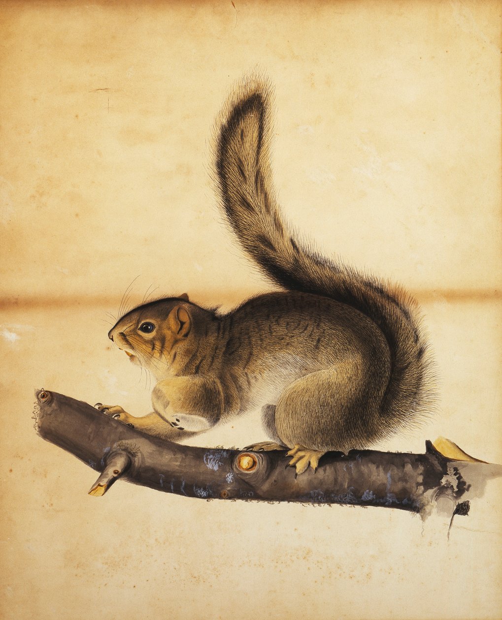Ardilla gris oriental en abrigo de invierno de John James Audubon