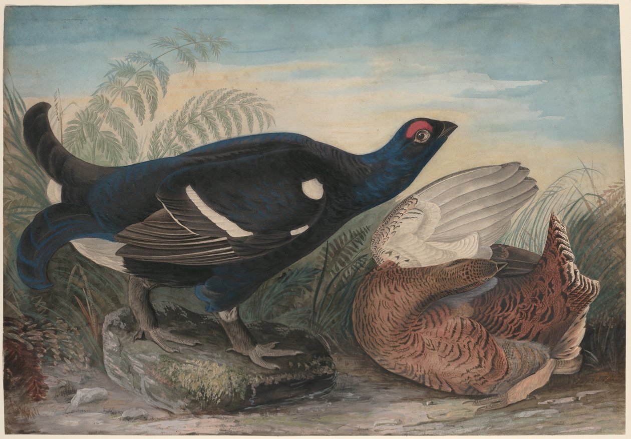 Gallos negros ingleses de John James Audubon