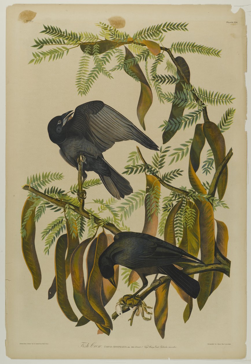 Cuervo pescador, impreso por Julien Bien y publicado por Roe Lockwood & Son, 1861 de John James Audubon