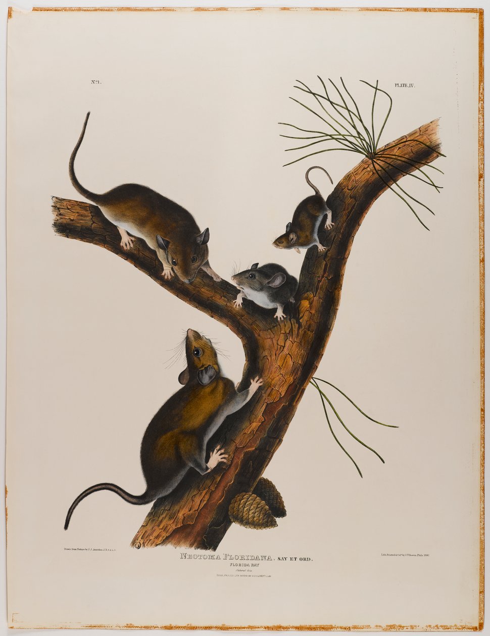 Rata de Florida de John James Audubon