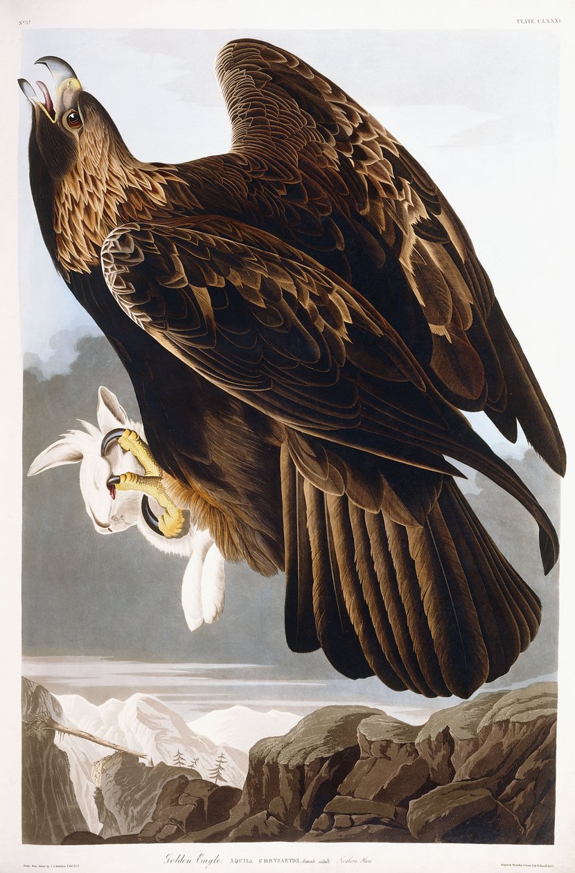 Águila Real, 1833 de John James Audubon