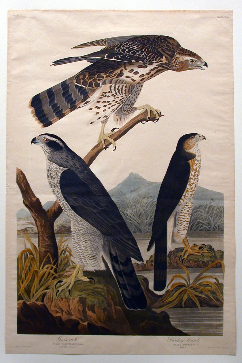 Azor, halcón de Stanley (n.º 29) de John James Audubon