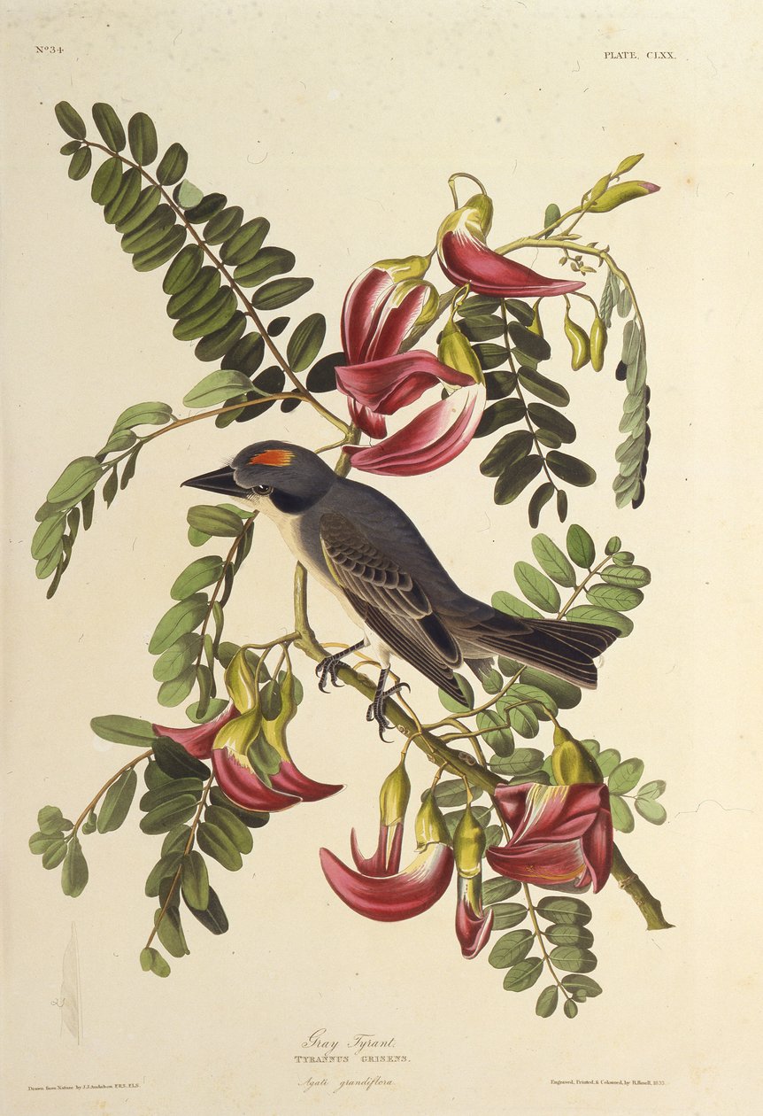 Tirano gris. De Las Aves de América, 1827-1838 de John James Audubon