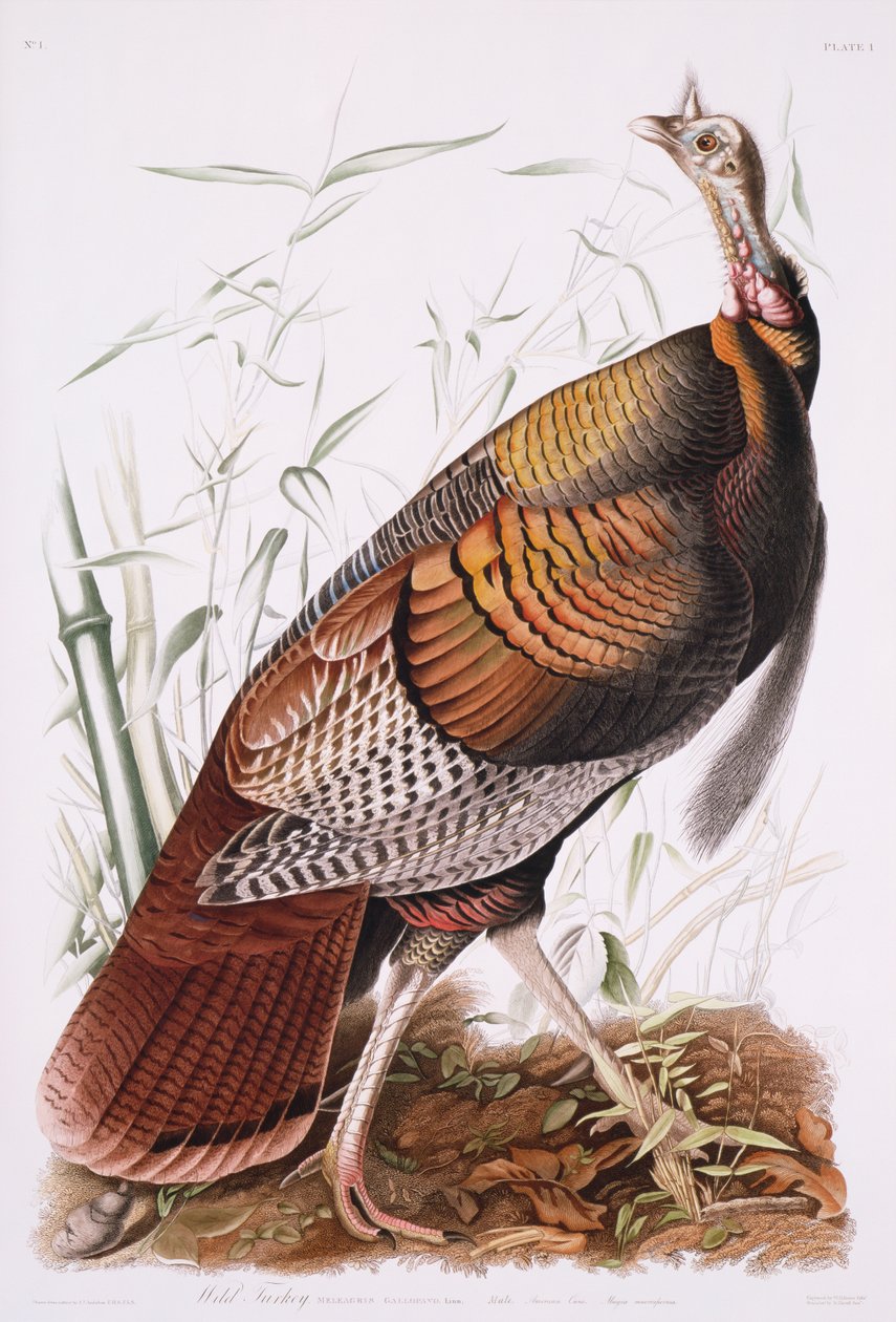 Gran gallo americano, o pavo salvaje de John James Audubon
