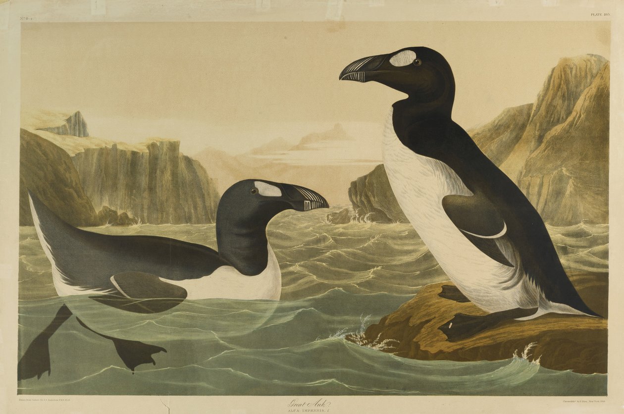 Alca gigante, impreso por Julien Bien y publicado por Roe Lockwood & Son, 1861 de John James Audubon