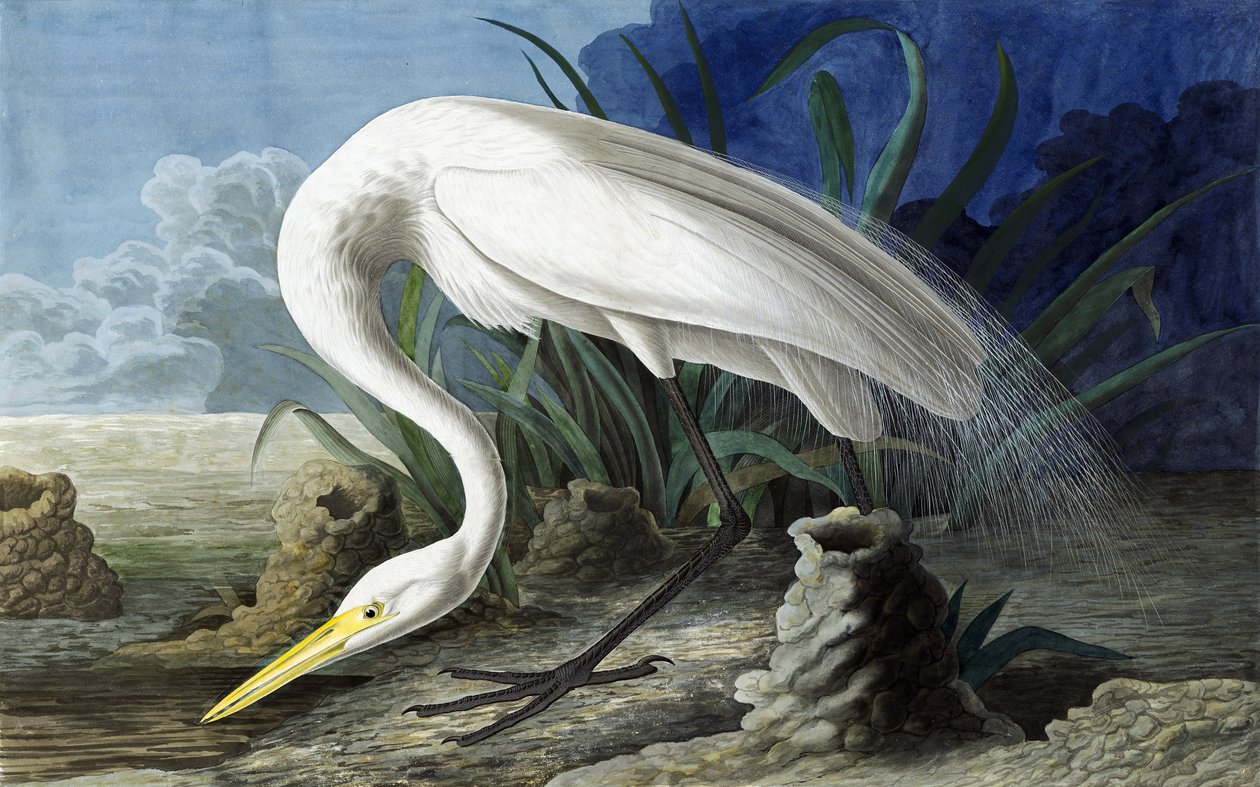 Garza grande, Casmerodius Albus, de "The Birds of America" por John J. Audubon, pub. 1827-38 de John James Audubon