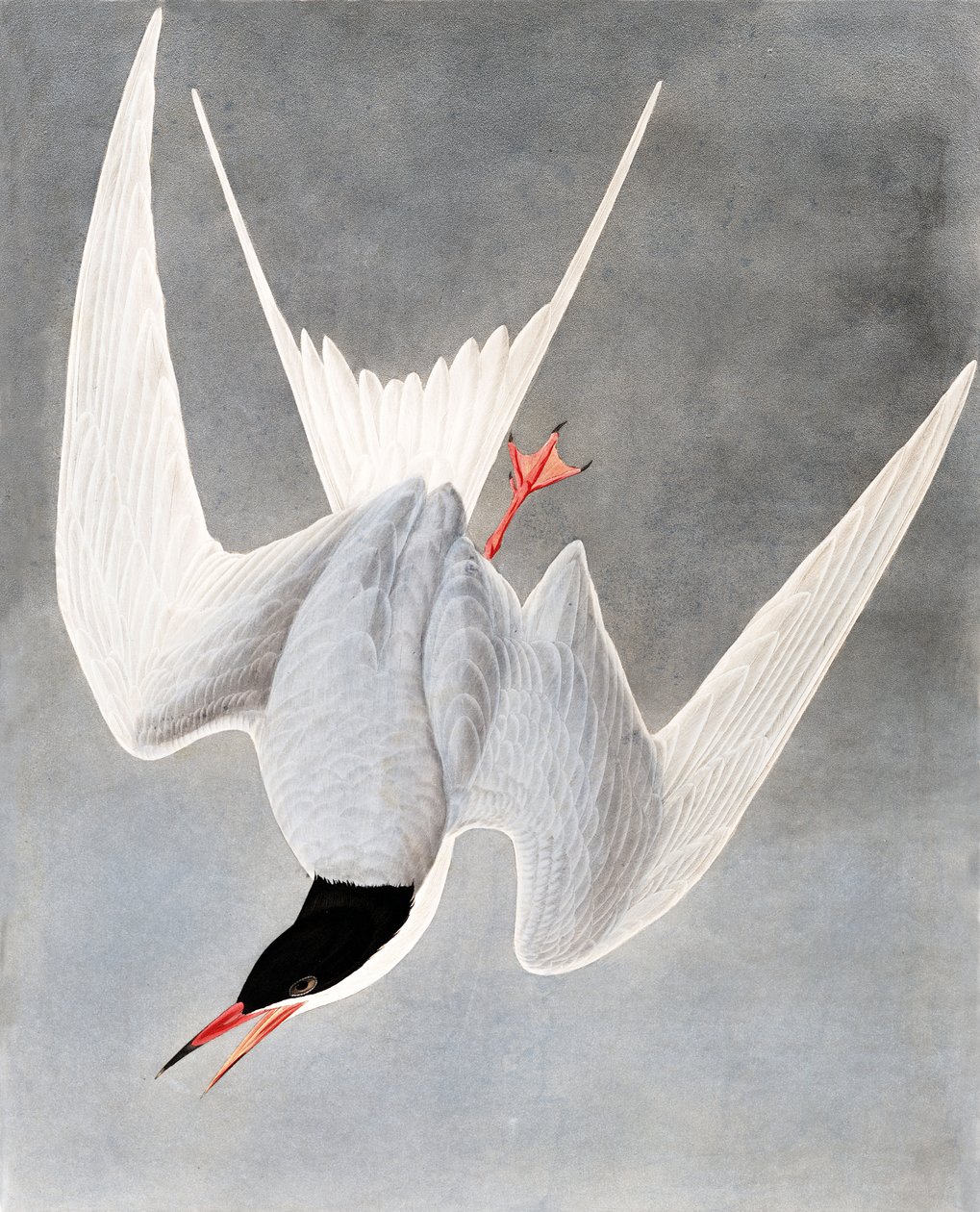 Charrán grande, Sterna Hirundo, de "The Birds of America" por John J. Audubon, pub. 1827-38 de John James Audubon