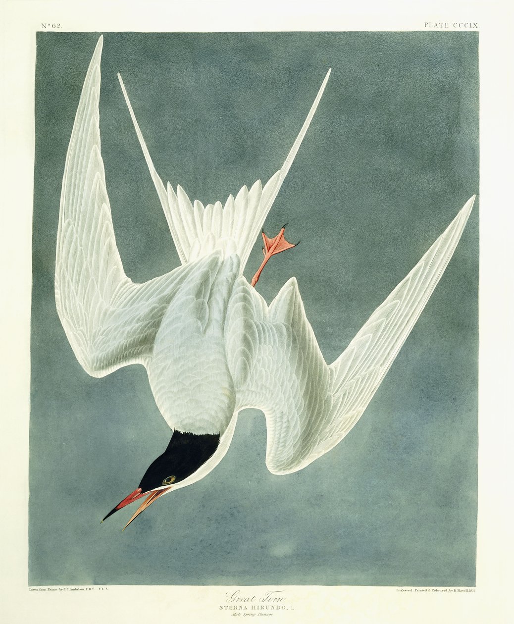 Gran Vuelta, Macho, Plumaje de Primavera, 1836 de John James Audubon