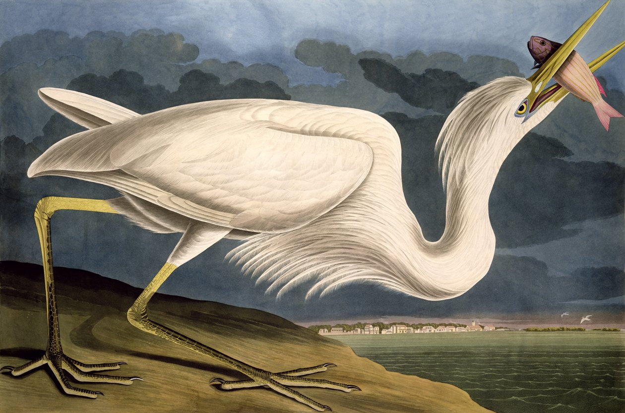 Gran Garza Blanca, de 