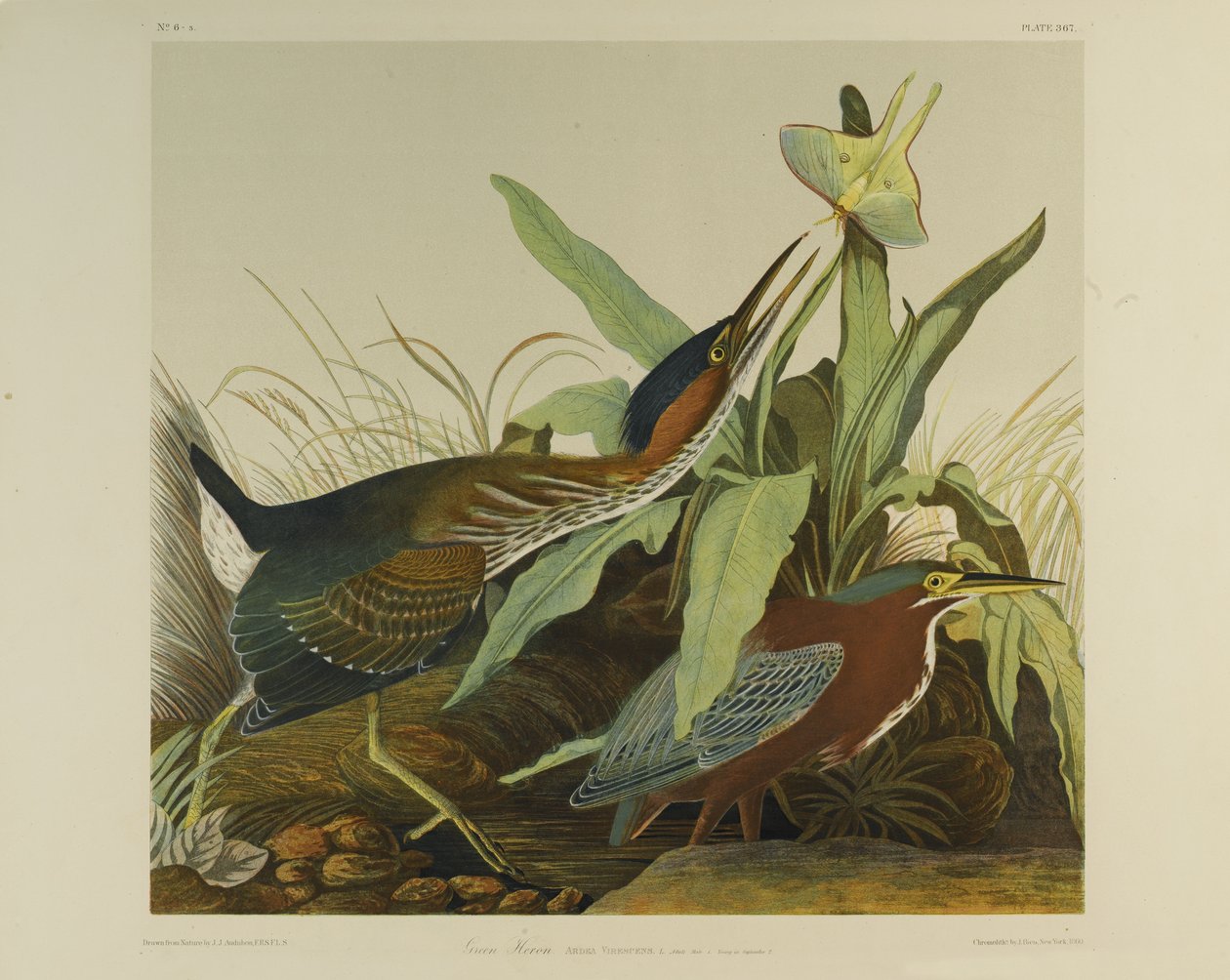 Garza verde, impreso por Julien Bien y publicado por Roe Lockwood & Son, 1861 de John James Audubon