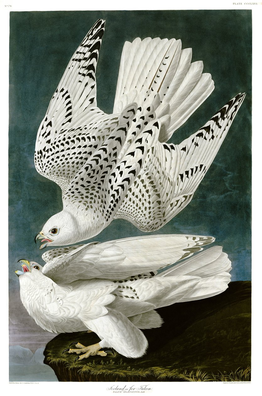 Gyrfalcon , Falco rusticolus, grabado a mano de John James Audubon