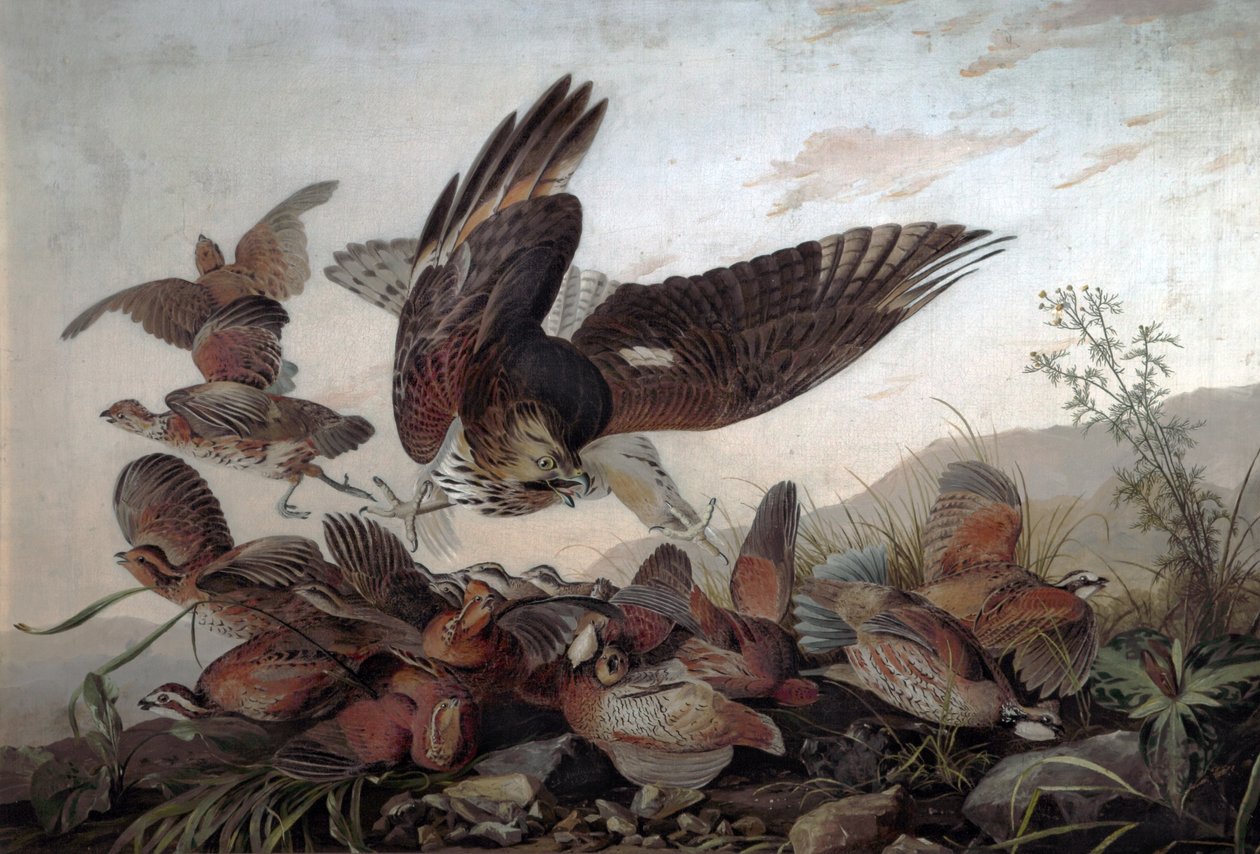 Halcones atacando perdices, 1826 de John James Audubon