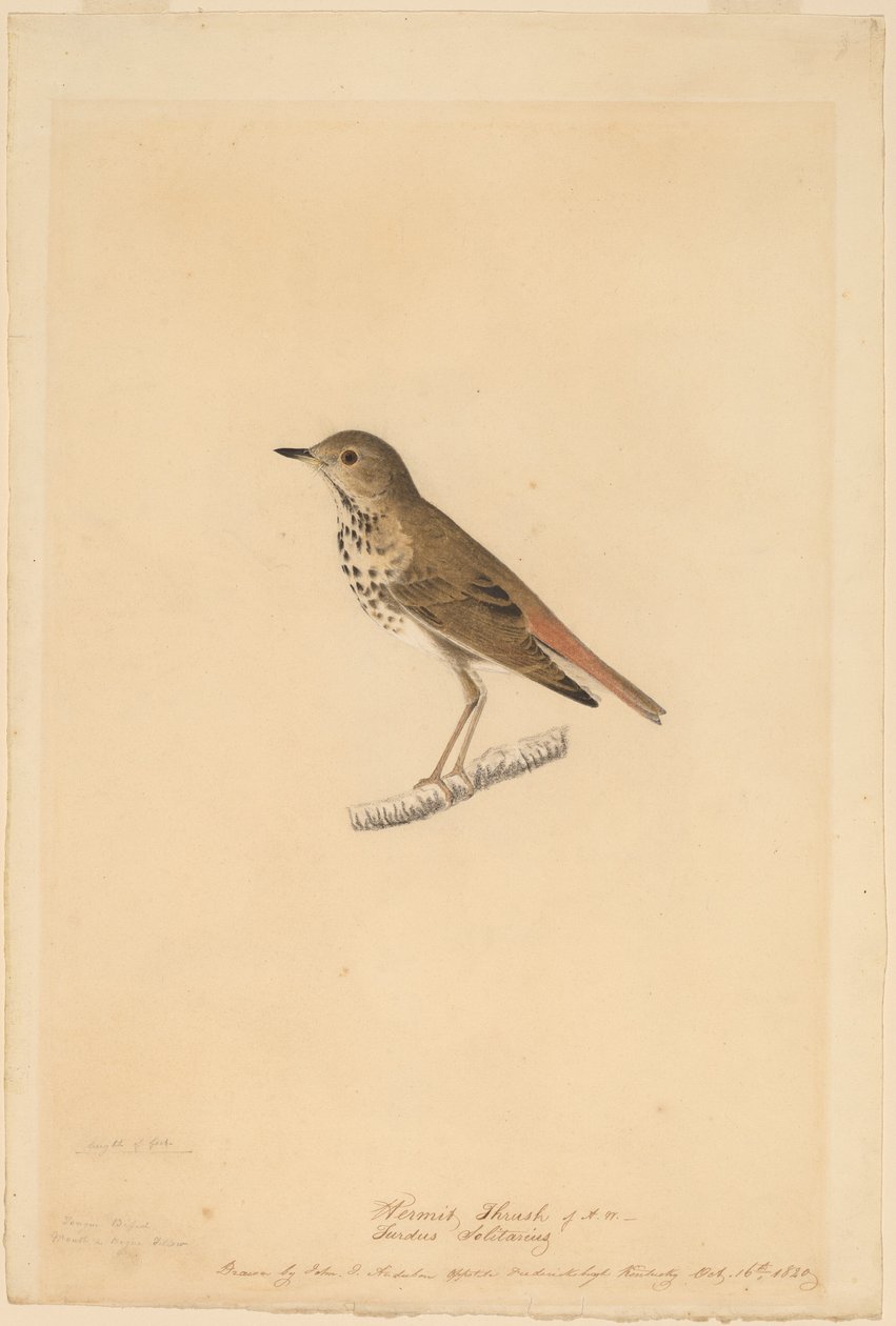 Zorzal Ermitaño de John James Audubon