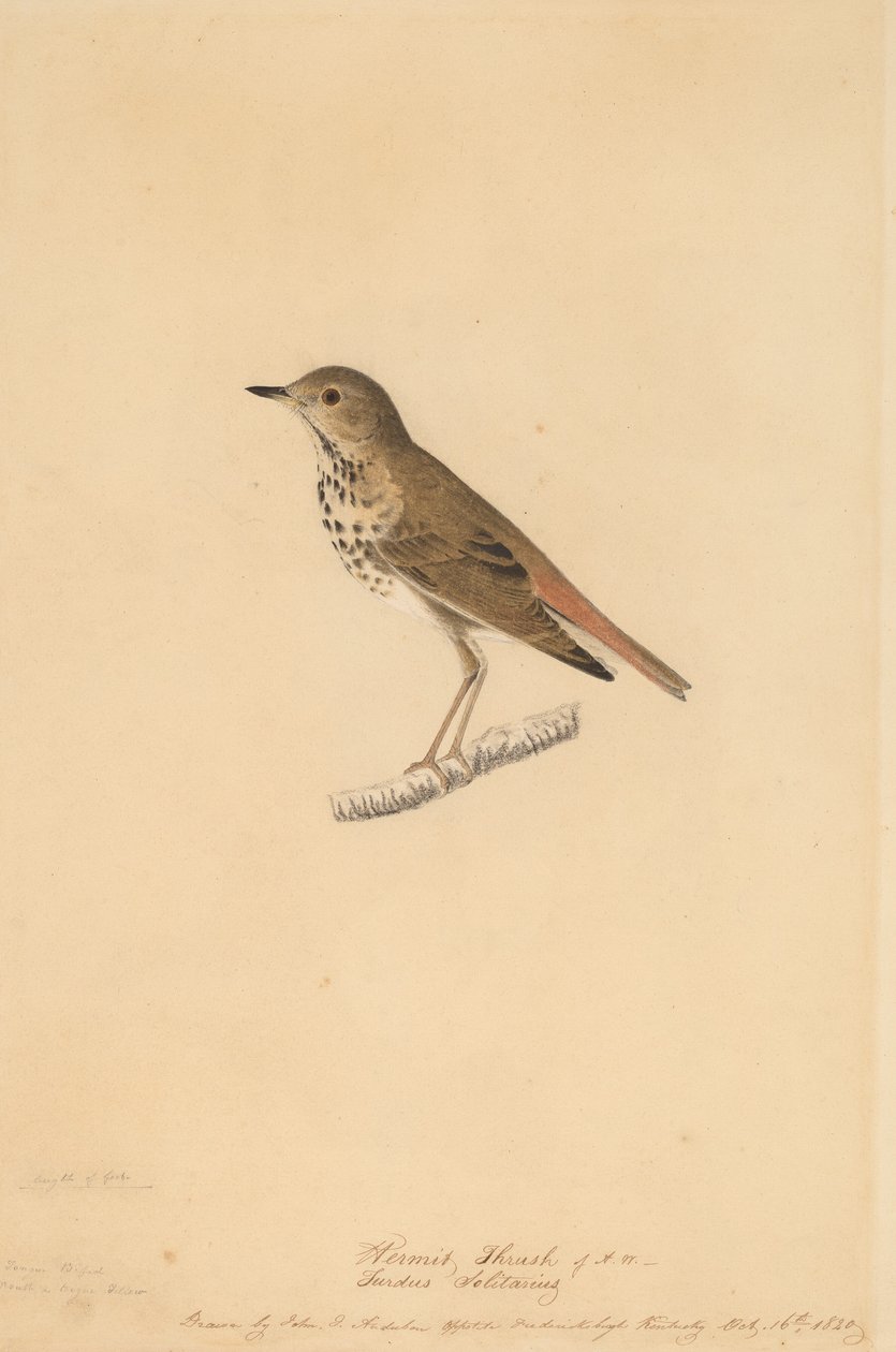 Zorzal Ermitaño, 1820 de John James Audubon