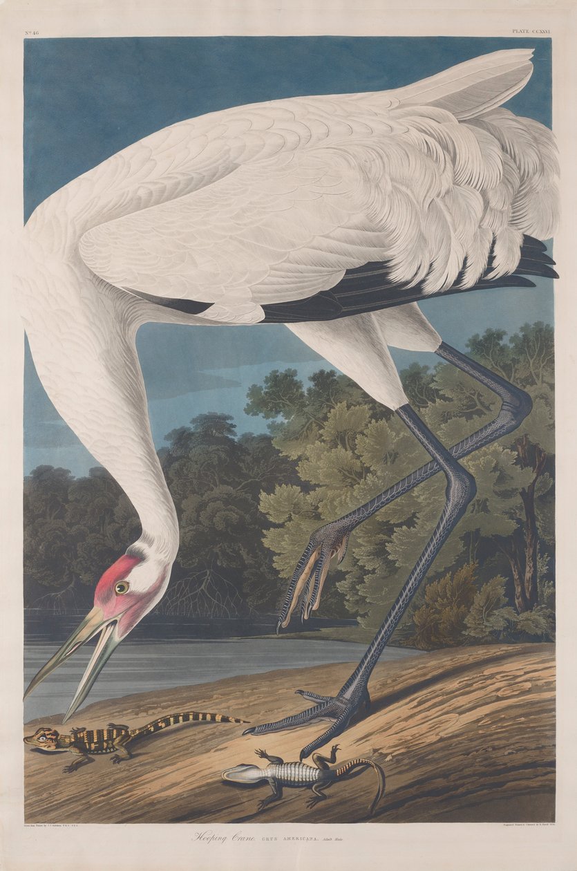 Grulla trompetera, 1834 de John James Audubon