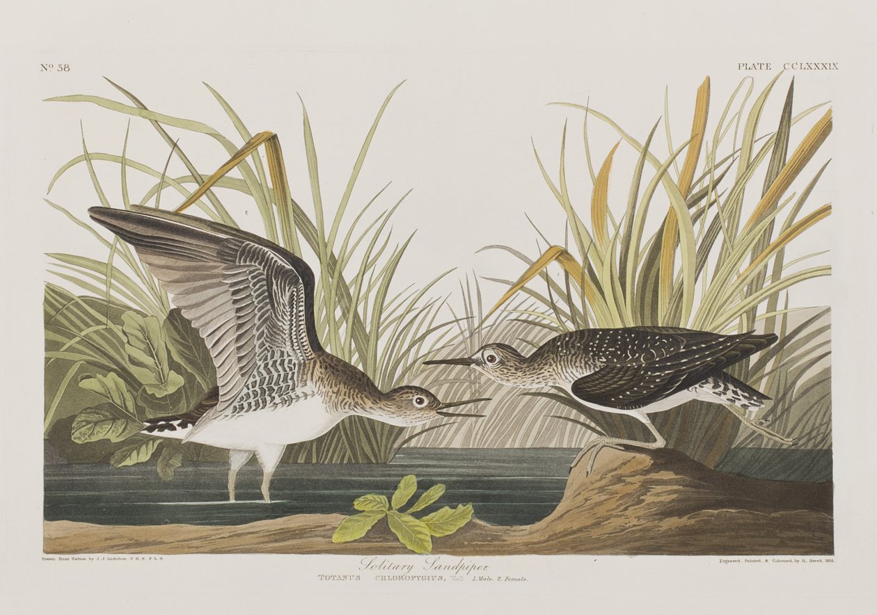 Ilustración de 