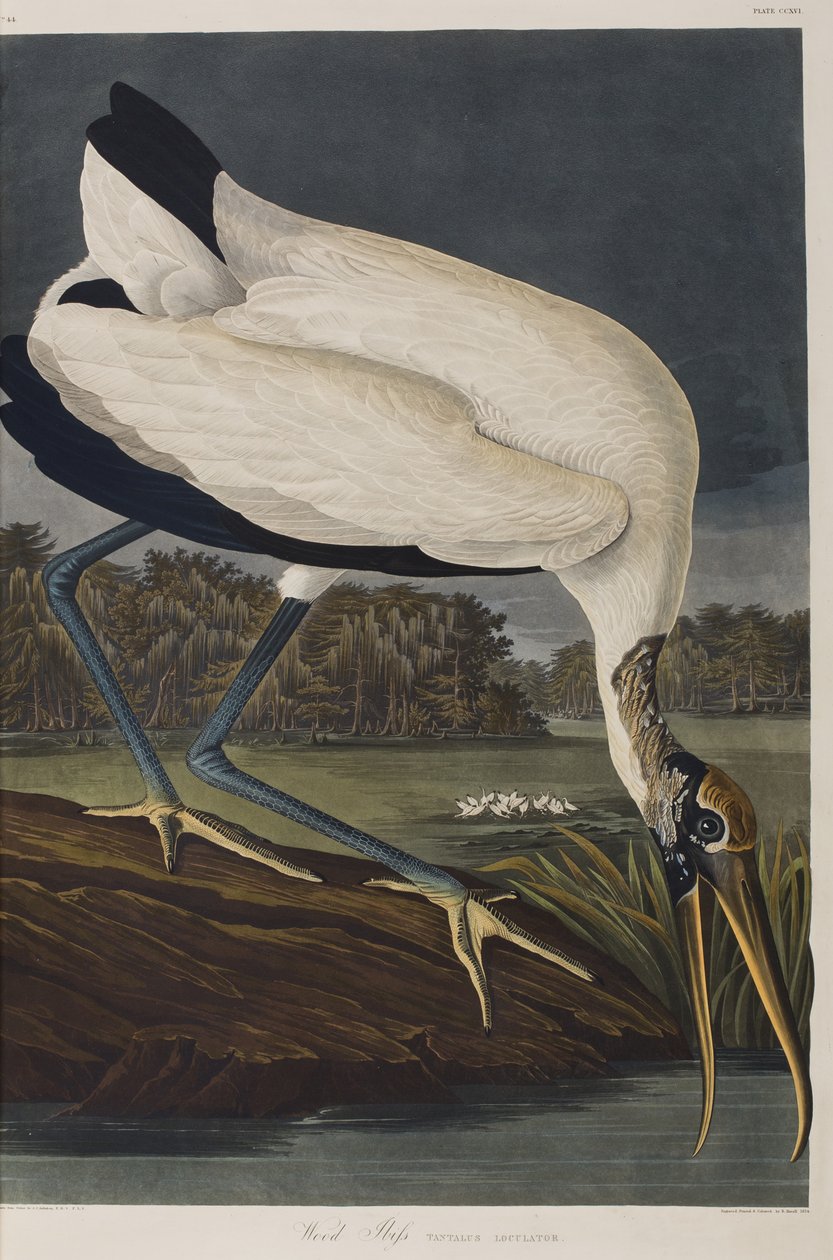 Ilustración de 