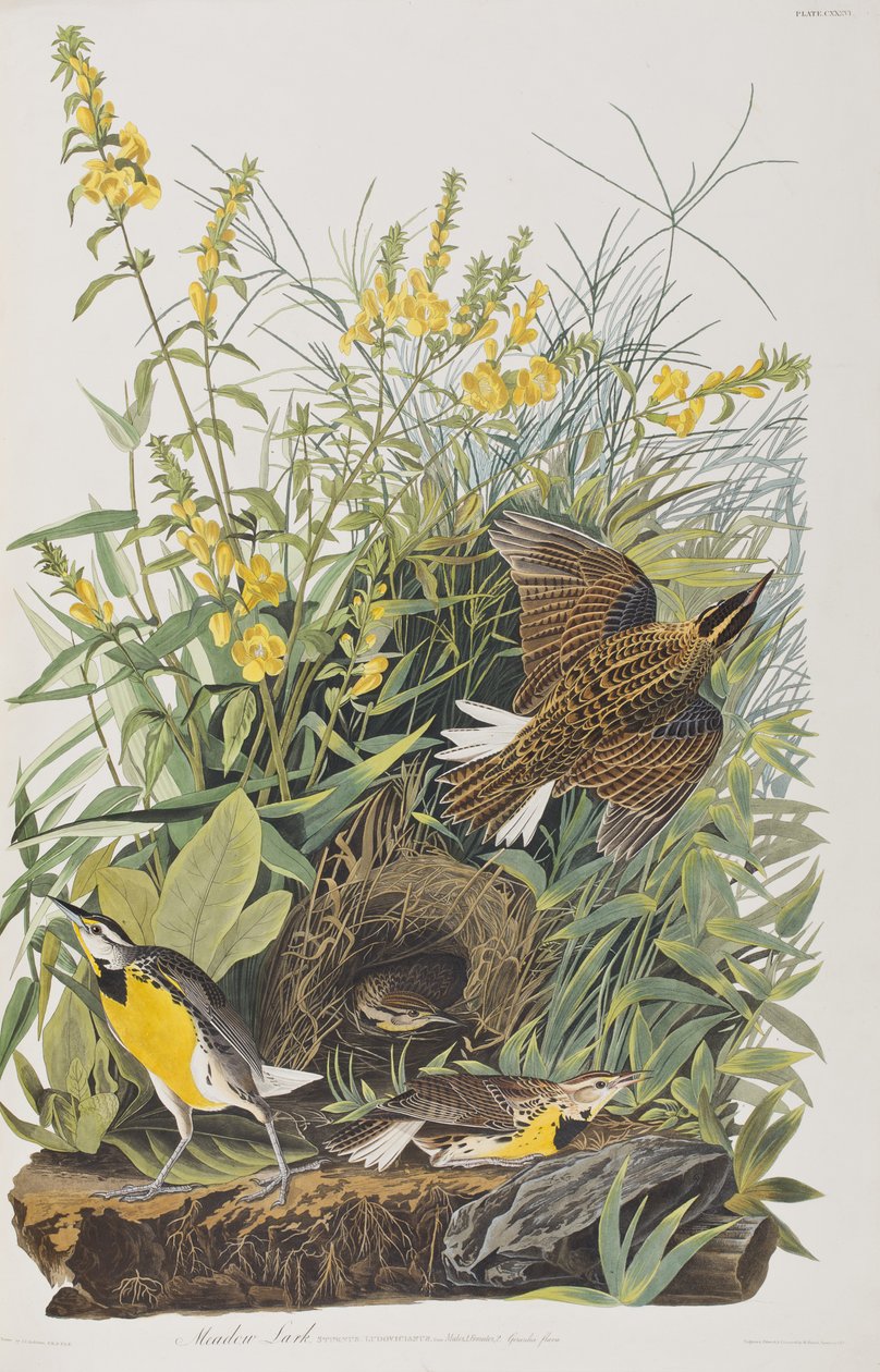Ilustración de 