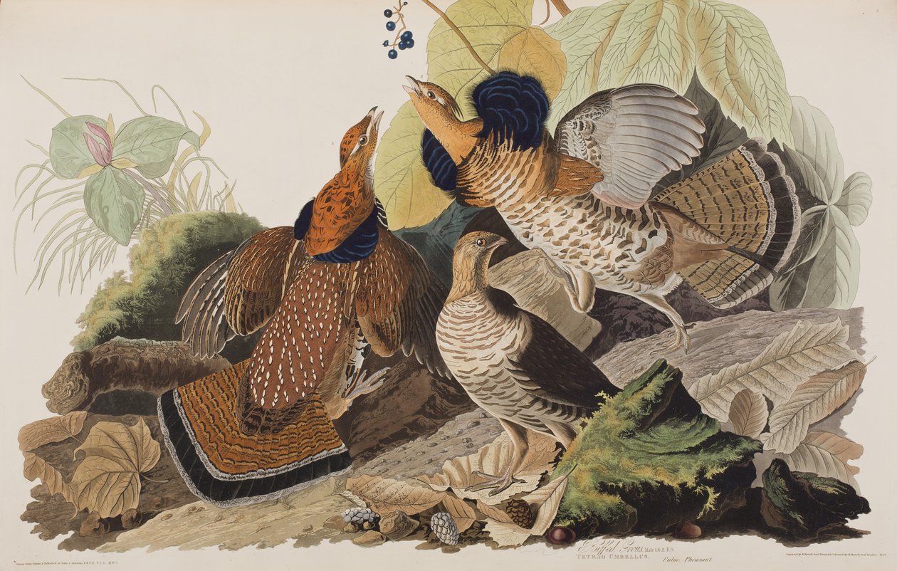 Ilustración de 