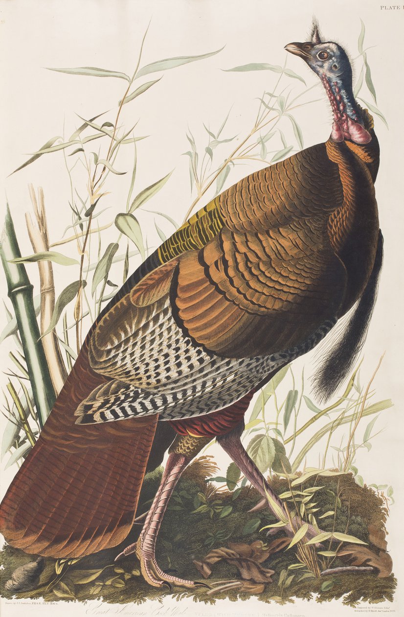 Ilustración de 