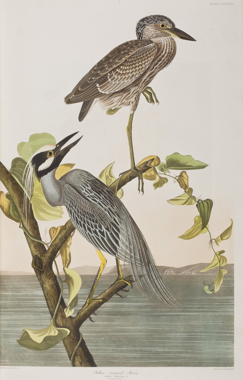 Ilustración de 