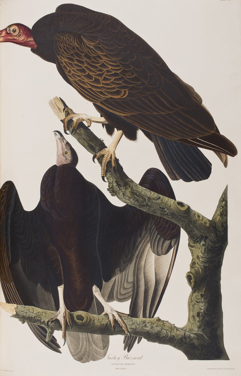 Ilustración de 