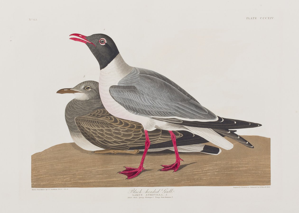 Ilustración de 