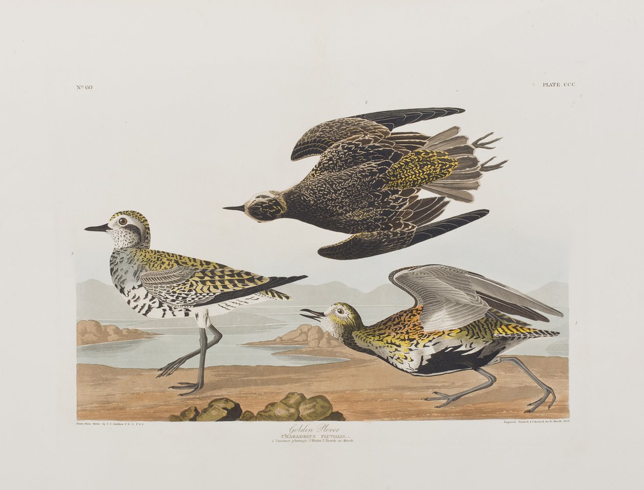Ilustración de 