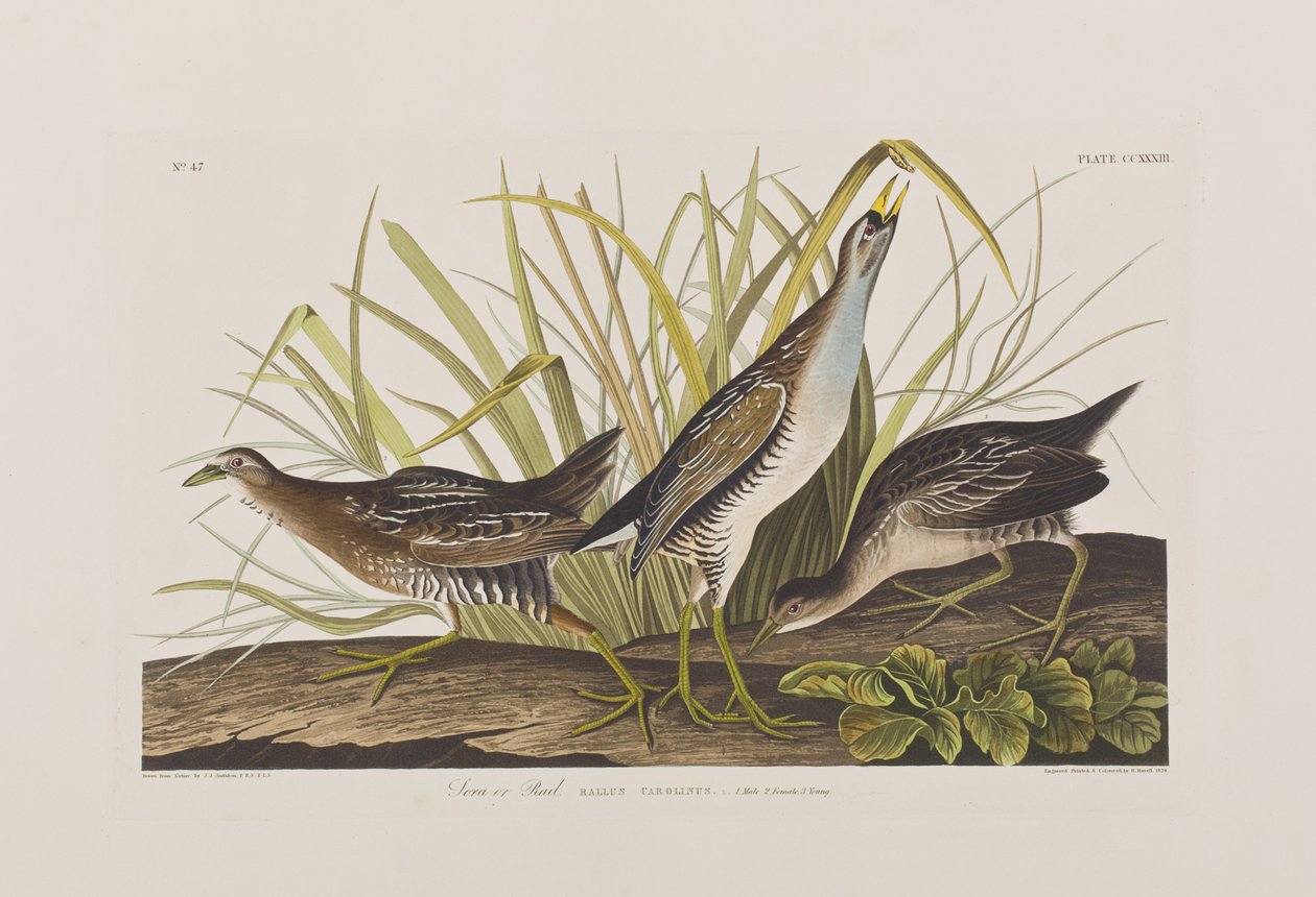 Ilustración de 