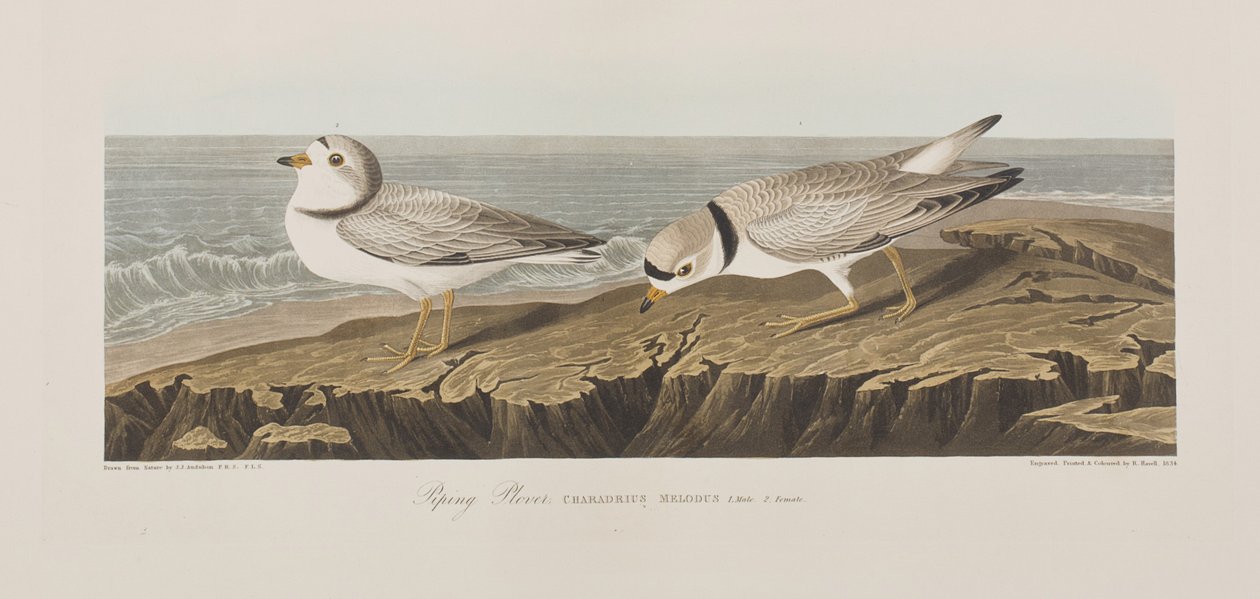 Ilustración de 