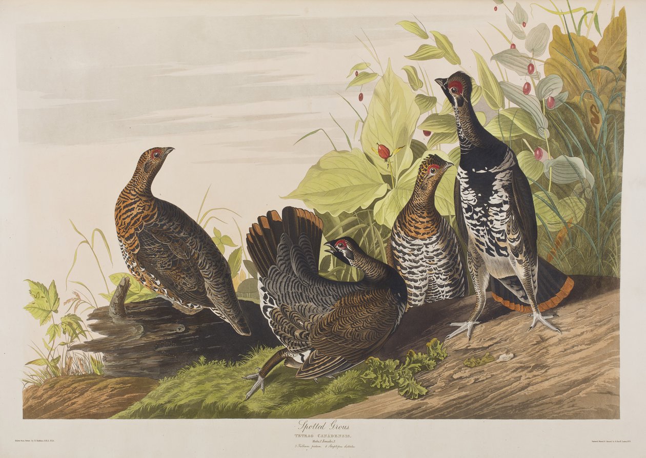 Ilustración de 