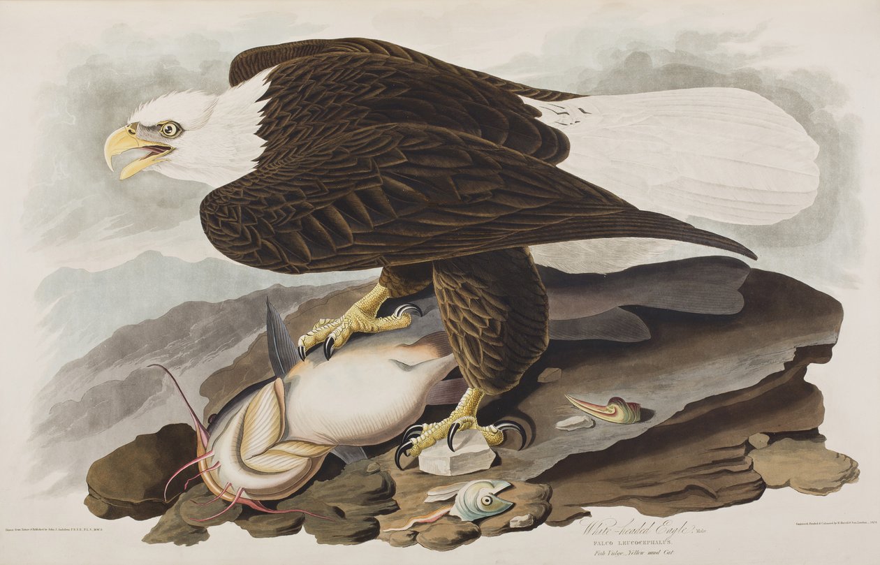 Ilustración de 