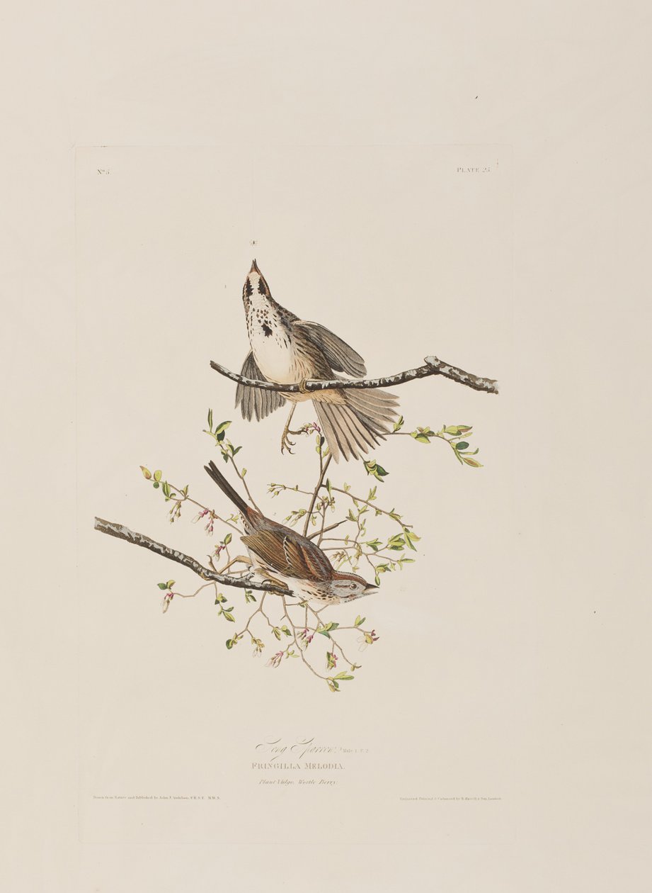 Ilustración de 
