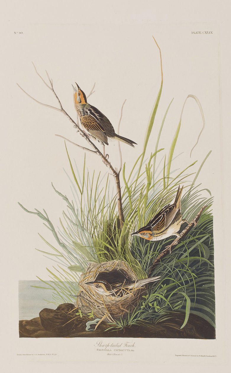 Ilustración de 