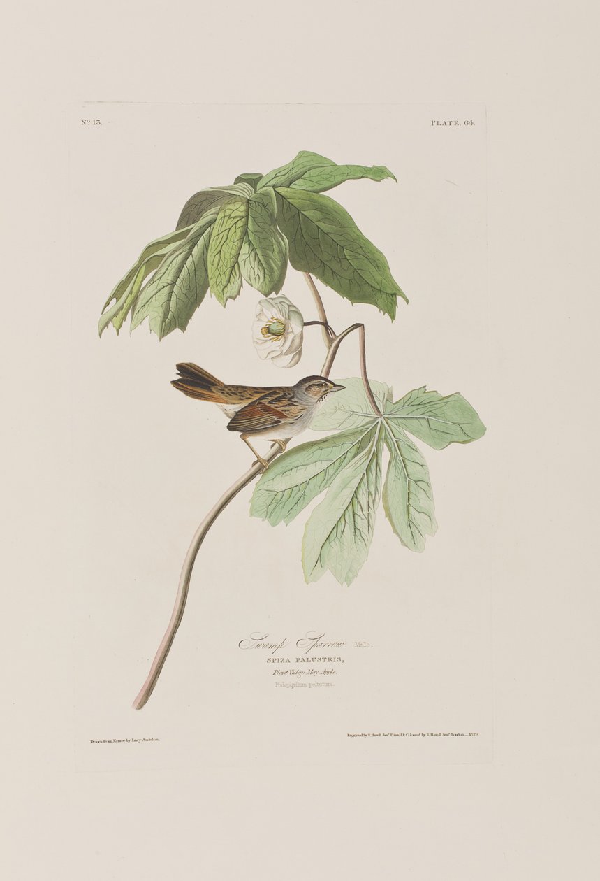 Ilustración de 
