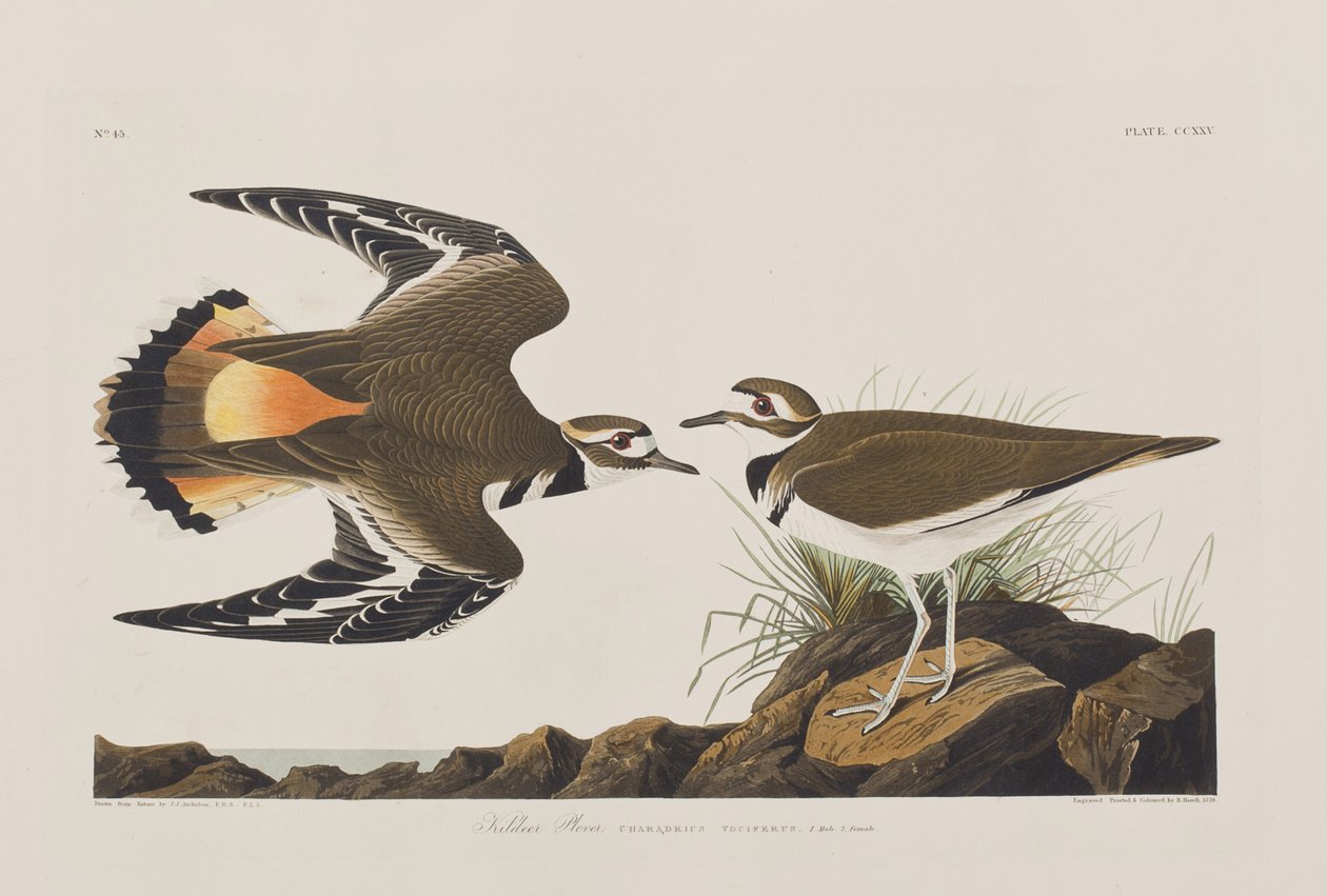 Ilustración de 