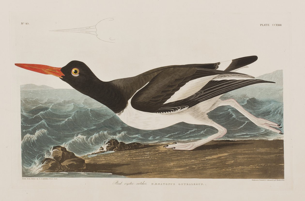 Ilustración de 
