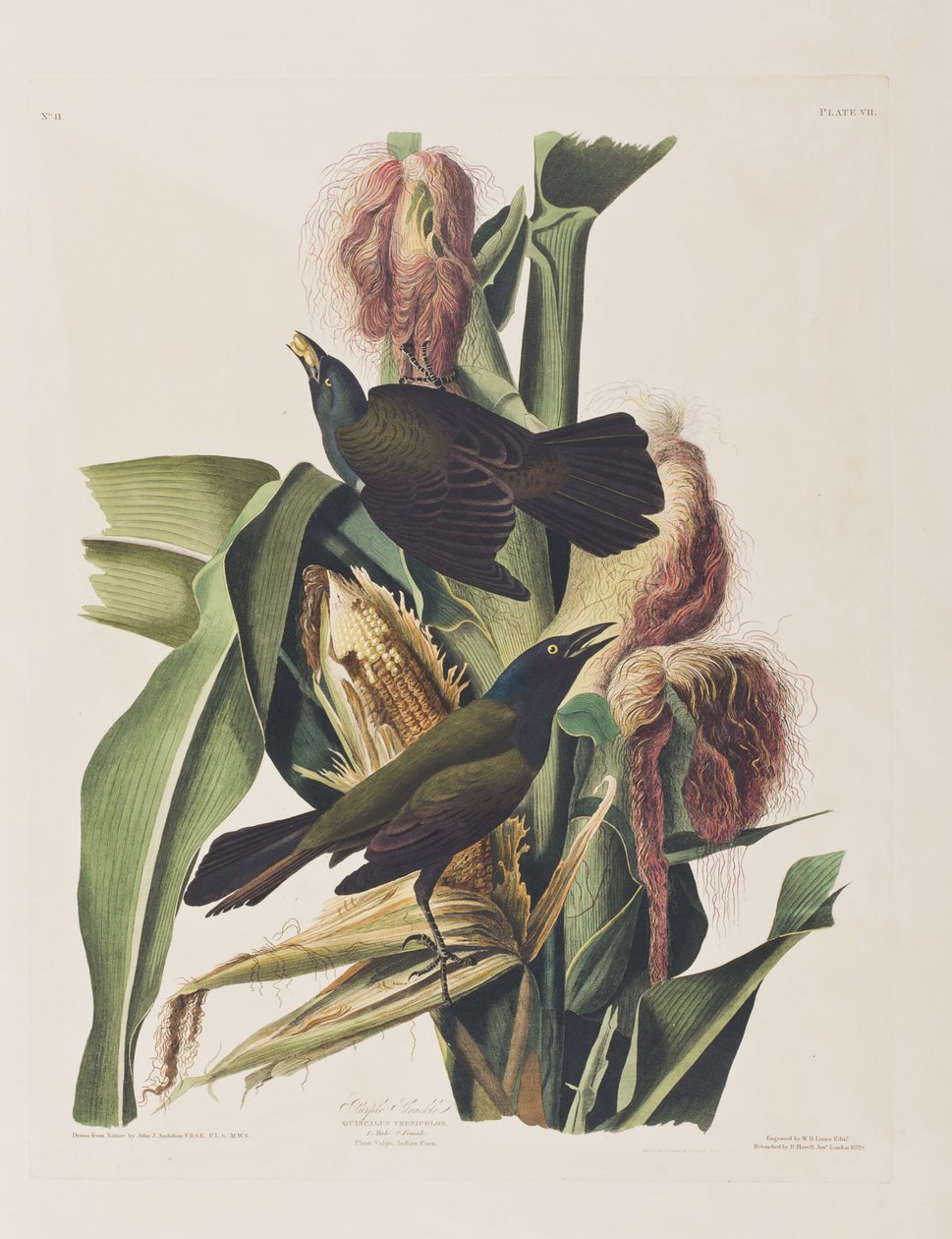 Ilustración de 