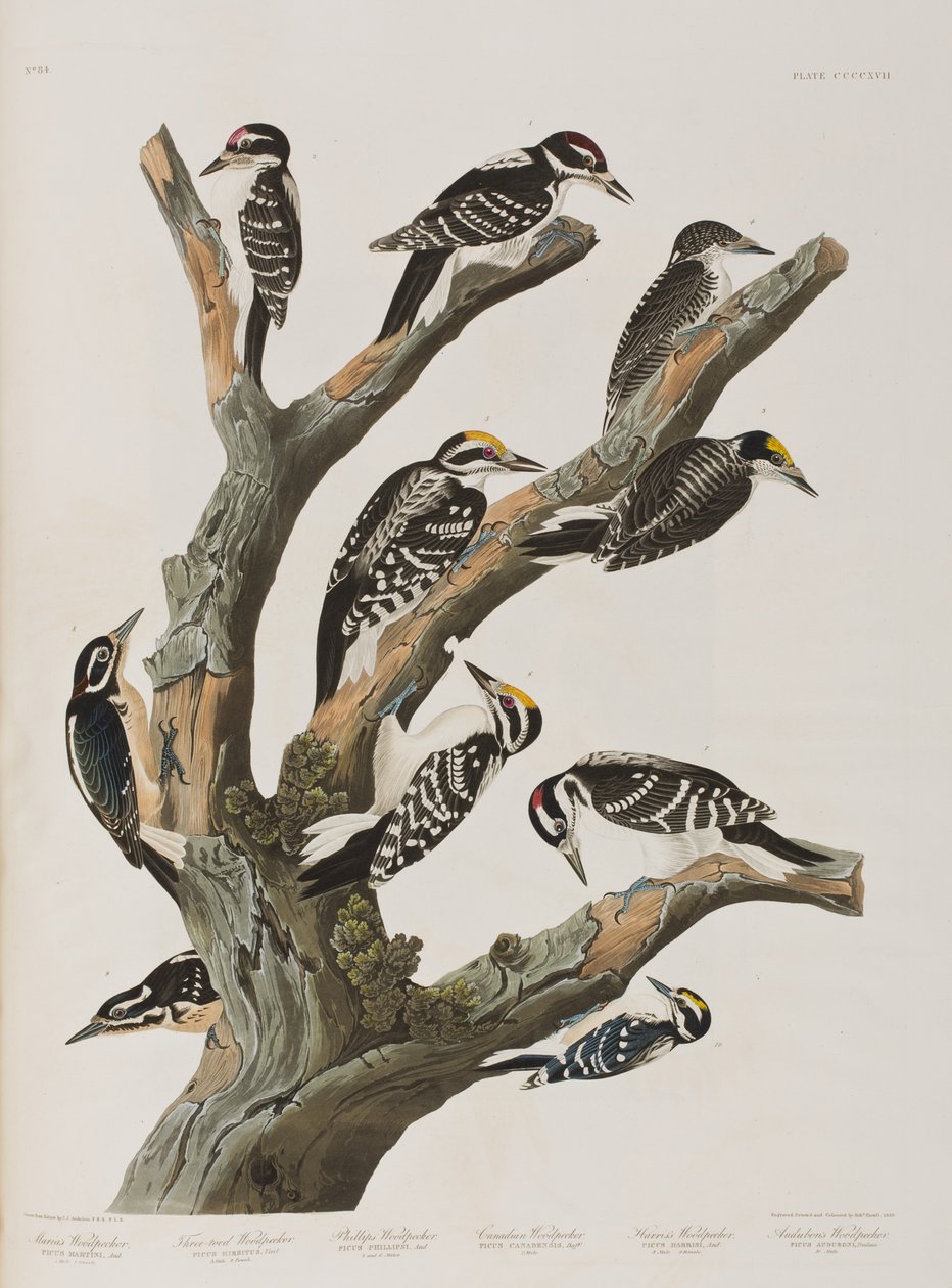 Ilustración de 