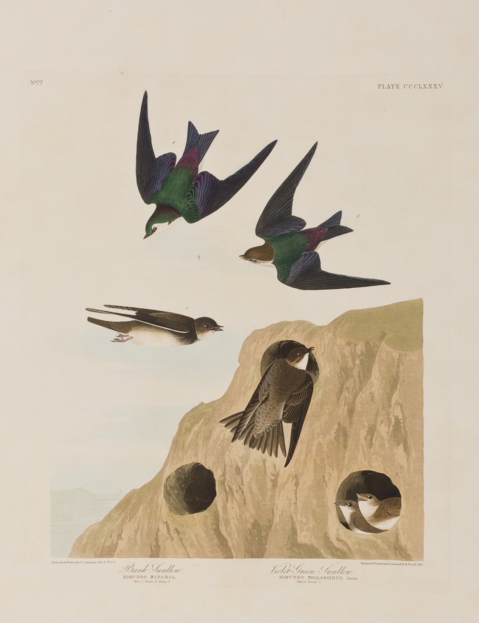 Ilustración de 