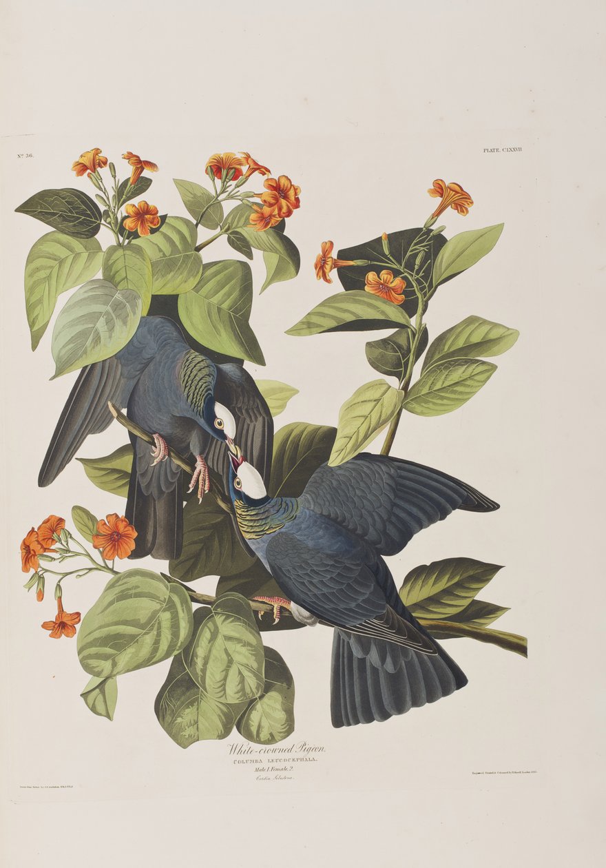 Ilustración de 
