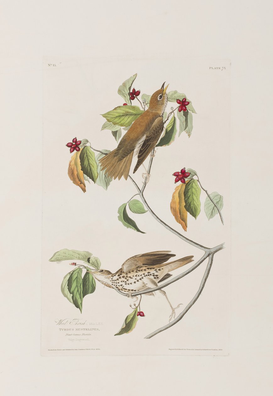 Ilustración de 